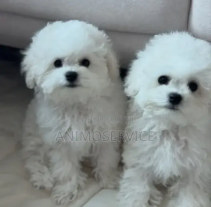 1-3 mois Femme Pure race Maltipoo