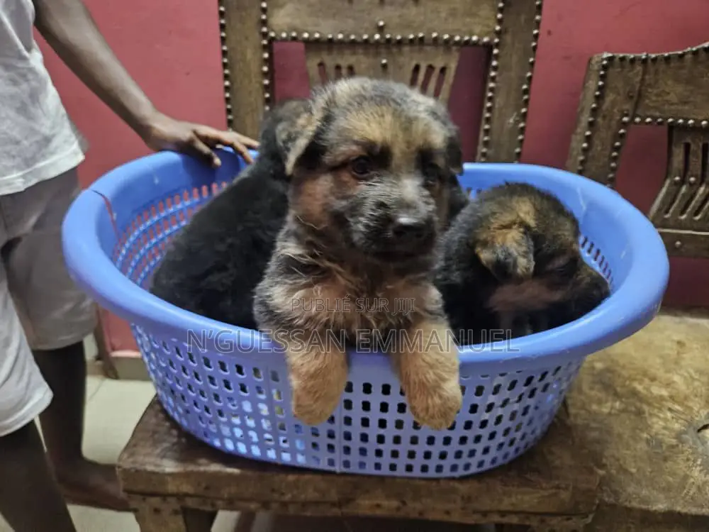 1-3 mois Homme Pure race Belgian Sheepdog