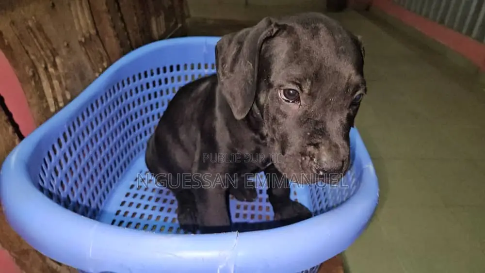 1-3 mois Femme Pure race Boerboel