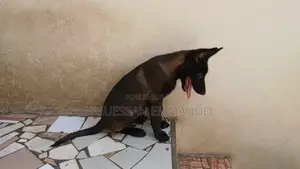 1-3 mois Femme Pure race Belgian Malinois