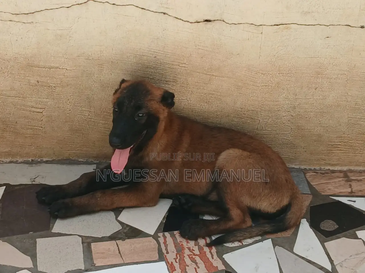 1-3 mois Homme Pure race Belgian Malinois