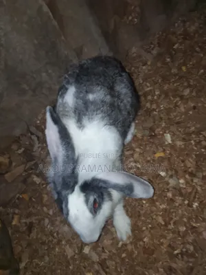 Lapin Gris Et Blanc