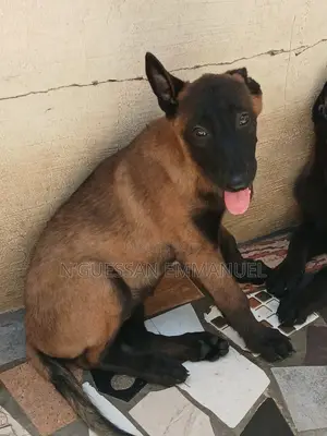 1-3 mois Femme Pure race Belgian Malinois