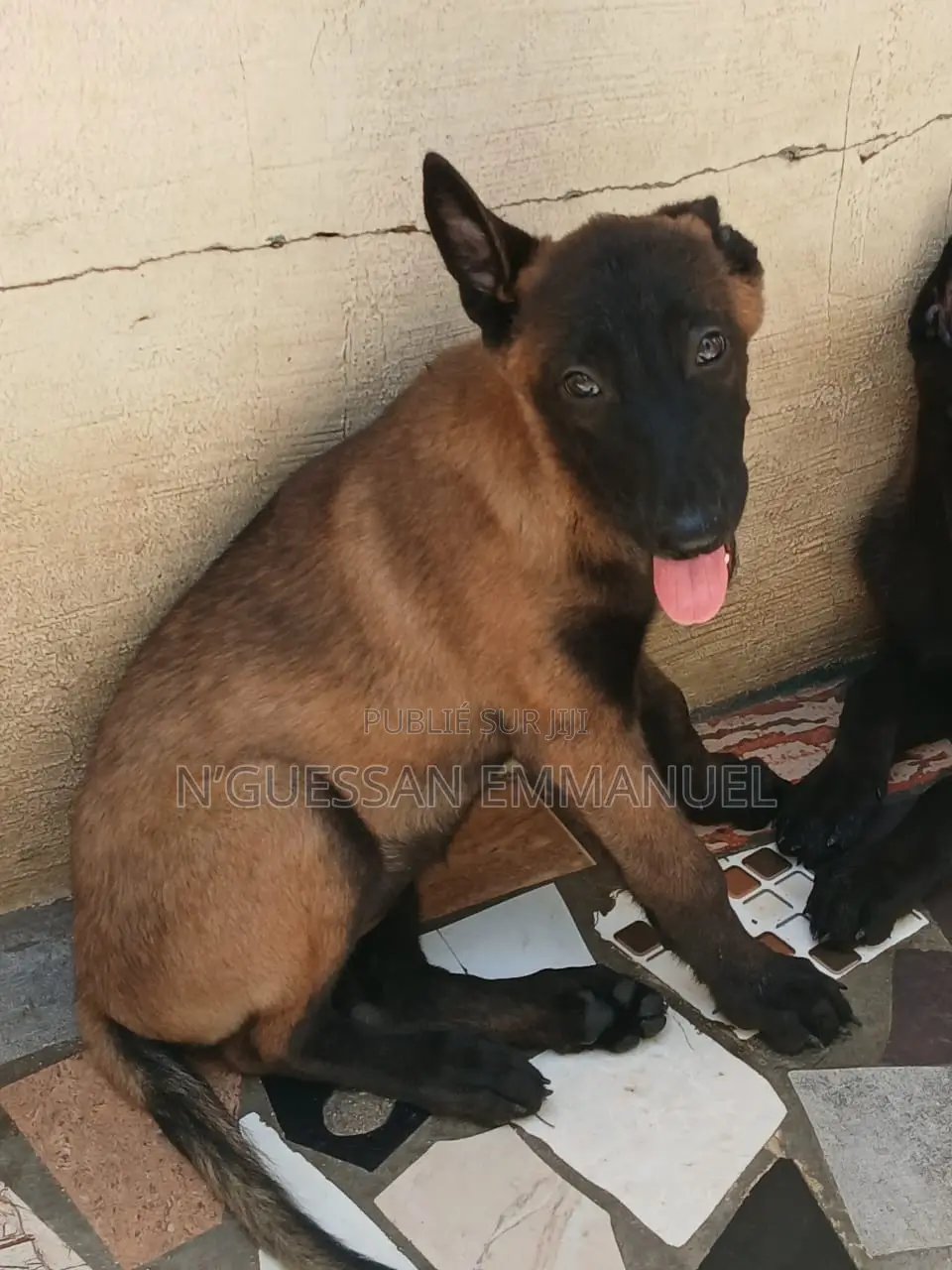 1-3 mois Femme Pure race Belgian Malinois