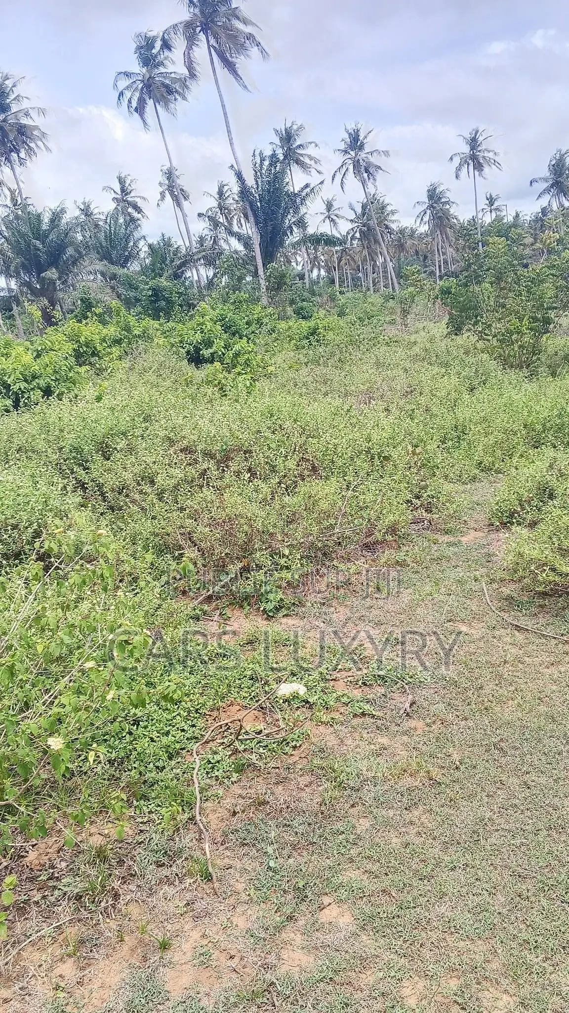 Jacqueville. Terrain 5 Hectares Acd