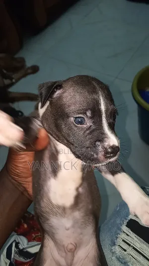0-1 mois Homme Pure race American Pit Bull Terrier