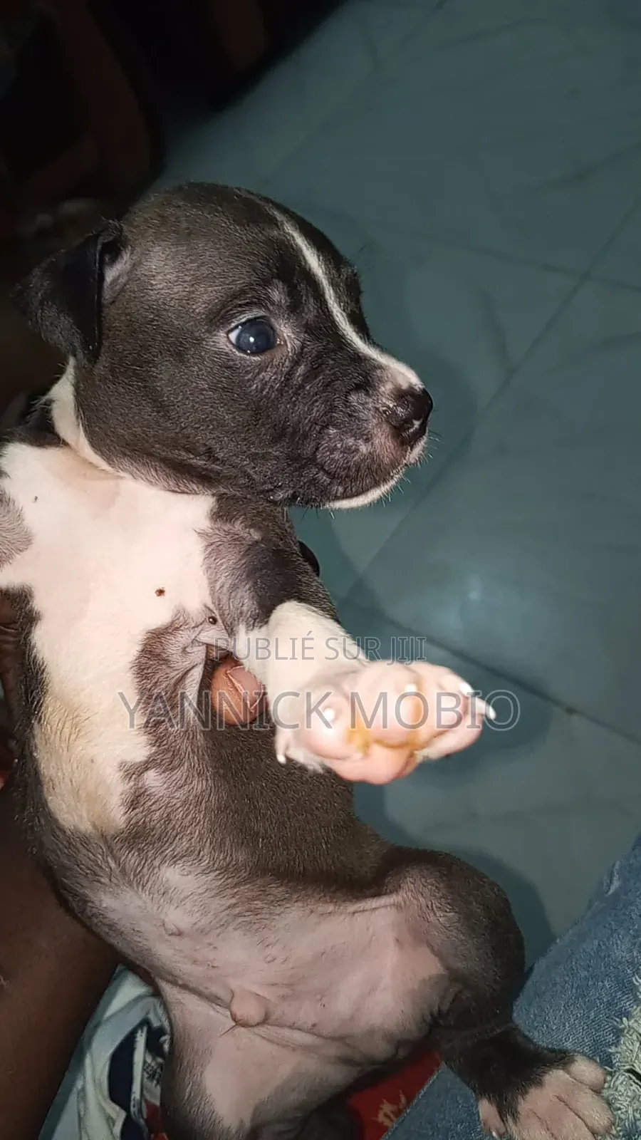 0-1 mois Homme Pure race American Pit Bull Terrier