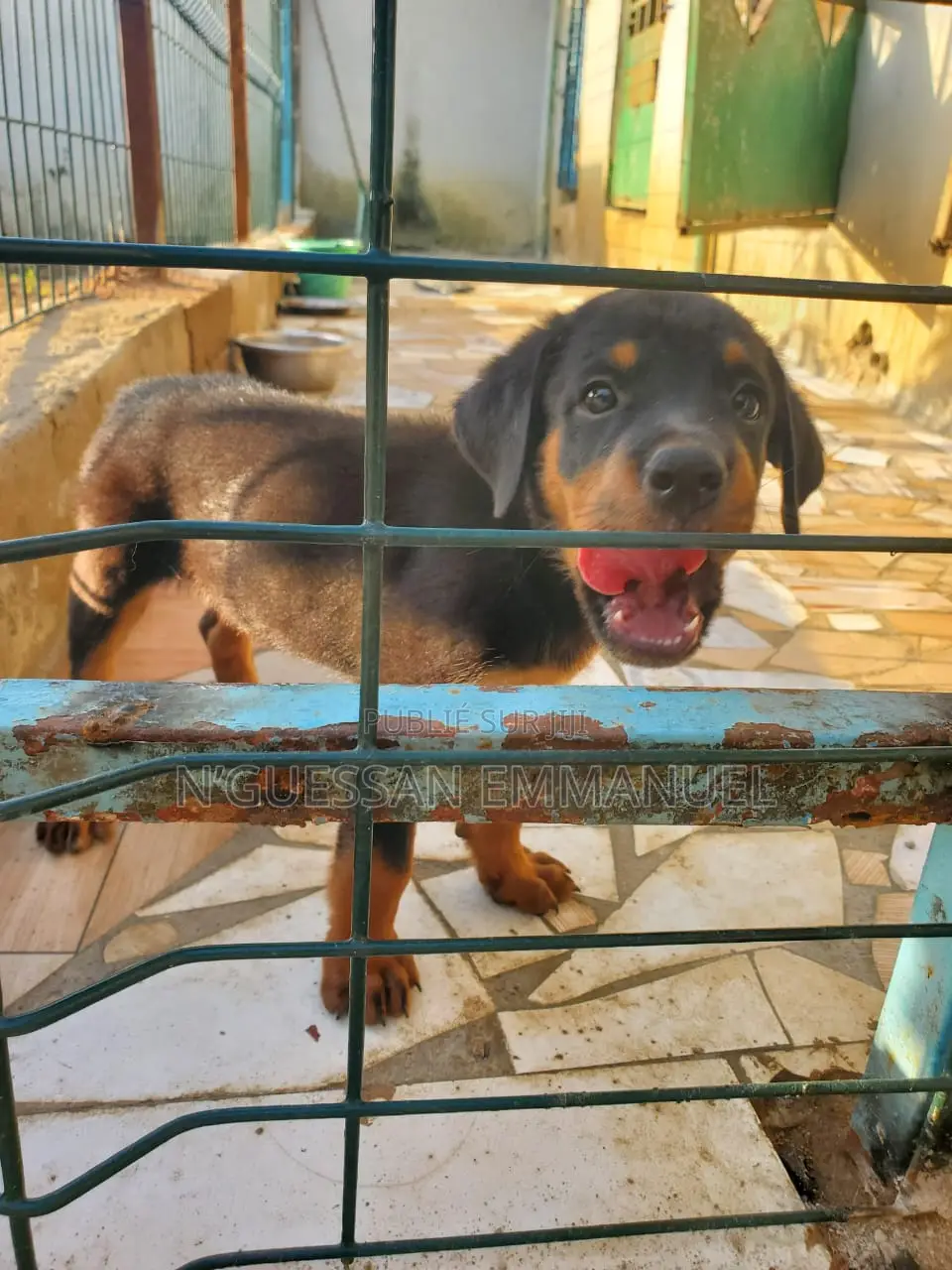 1-3 mois Femme Pure race Rottweiler