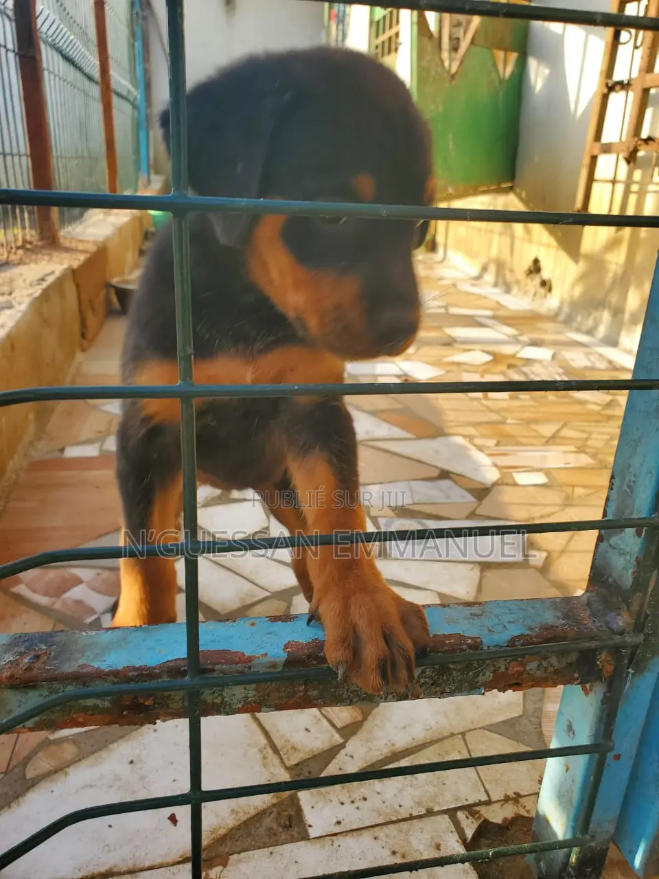 1-3 mois Femme Pure race Rottweiler