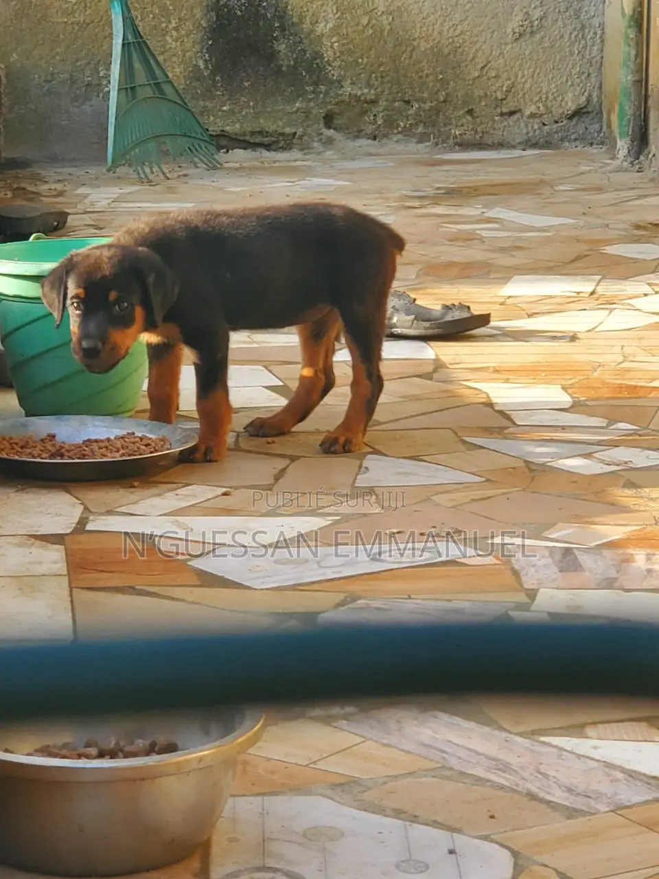 1-3 mois Femme Pure race Rottweiler