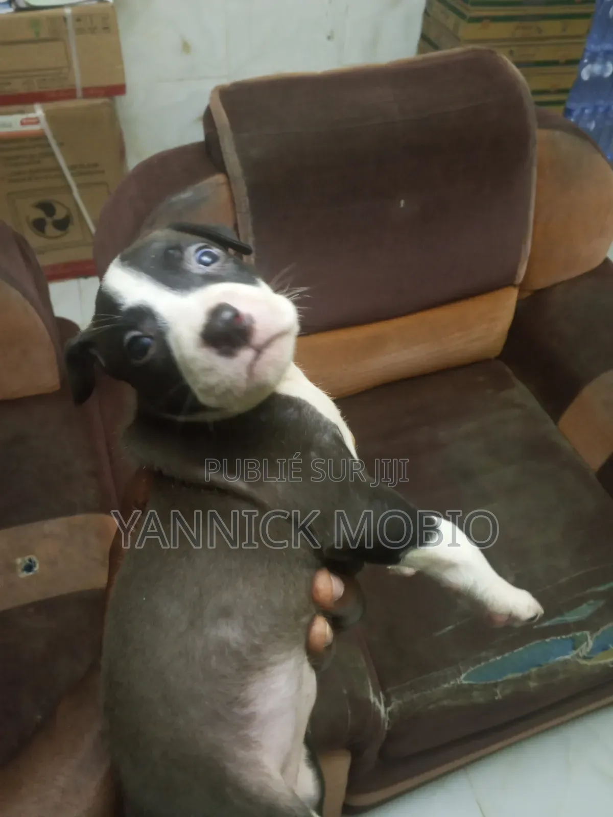 0-1 mois Homme Pure race American Pit Bull Terrier