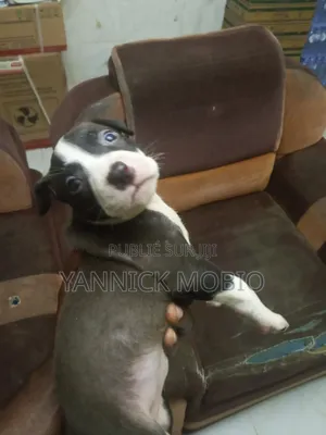 0-1 mois Homme Pure race American Pit Bull Terrier