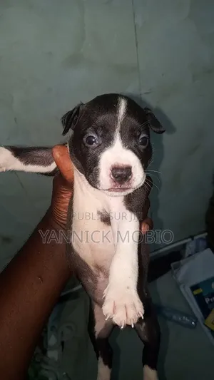 0-1 mois Homme Pure race American Pit Bull Terrier