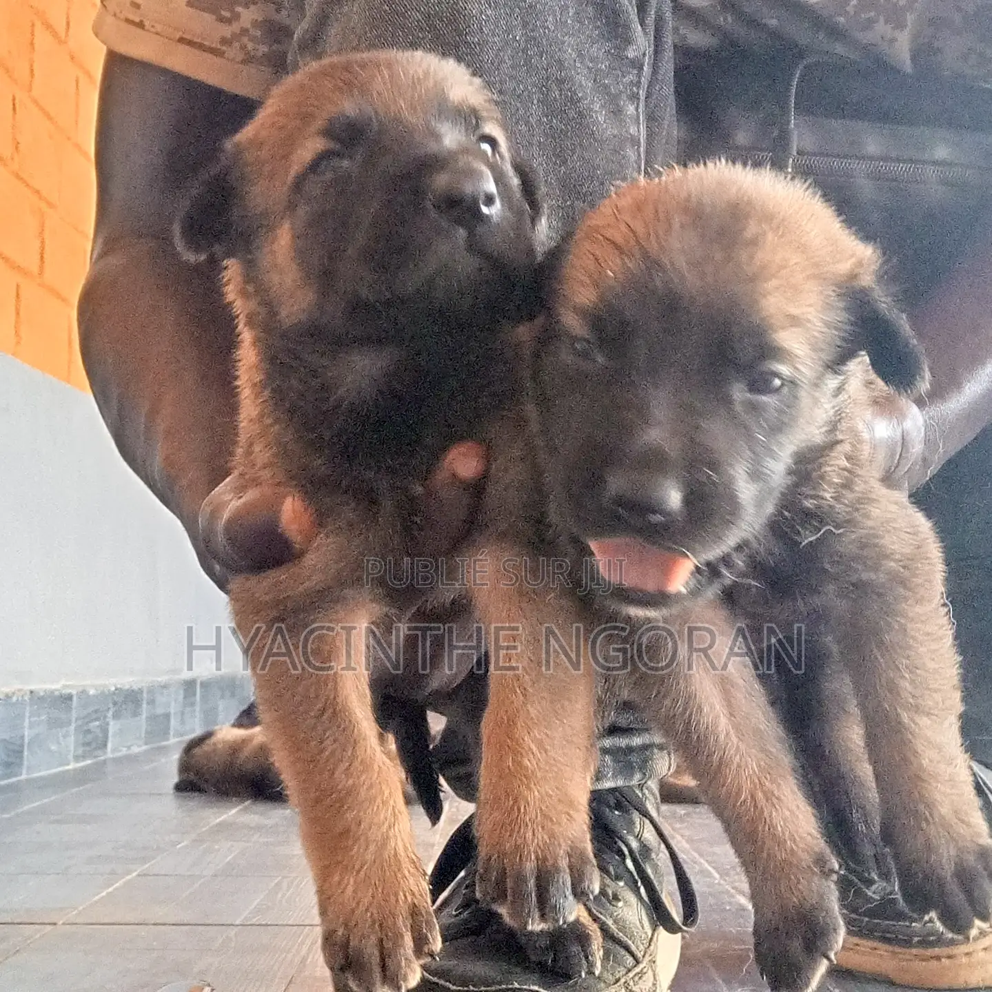 0-1 mois Homme Pure race Belgian Malinois