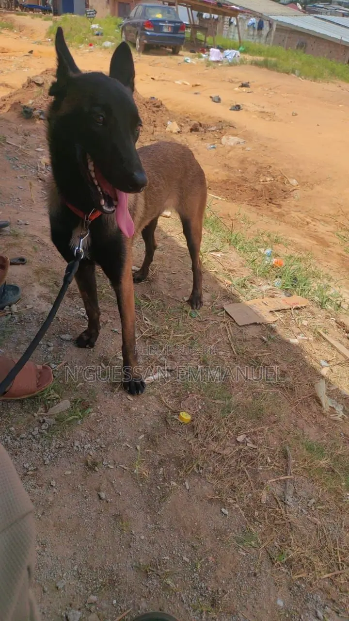 6 à 12 mois Femme Pure race Belgian Malinois