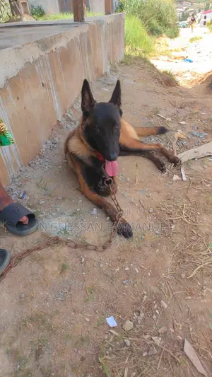 6 à 12 mois Femme Pure race Belgian Malinois