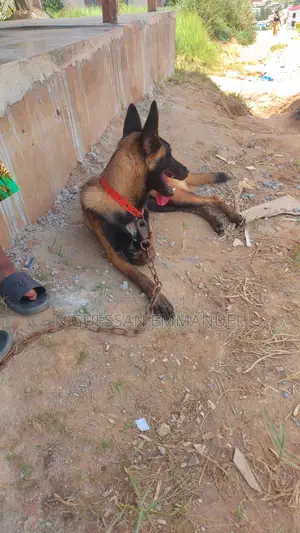6 à 12 mois Femme Pure race Belgian Malinois