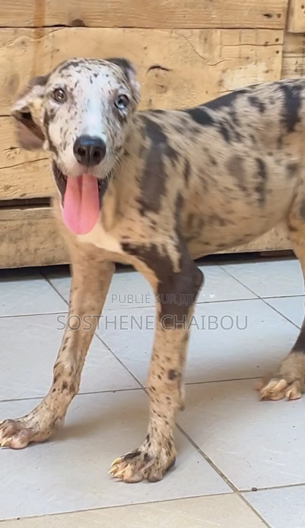 1-3 mois Femme Pure race Great Dane