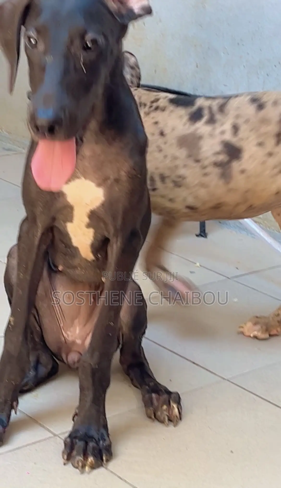 1-3 mois Femme Pure race Great Dane