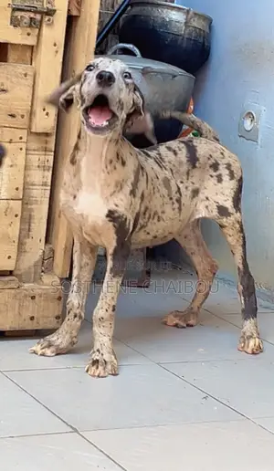 1-3 mois Femme Pure race Great Dane
