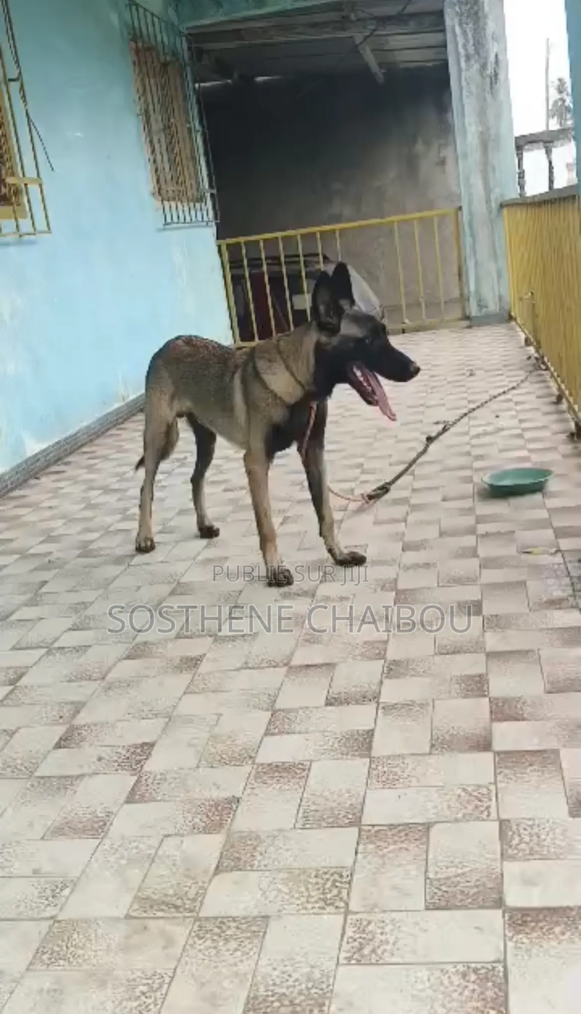 3-6 mois Homme Pure race Belgian Malinois