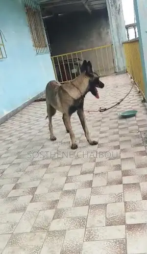 3-6 mois Homme Pure race Belgian Malinois