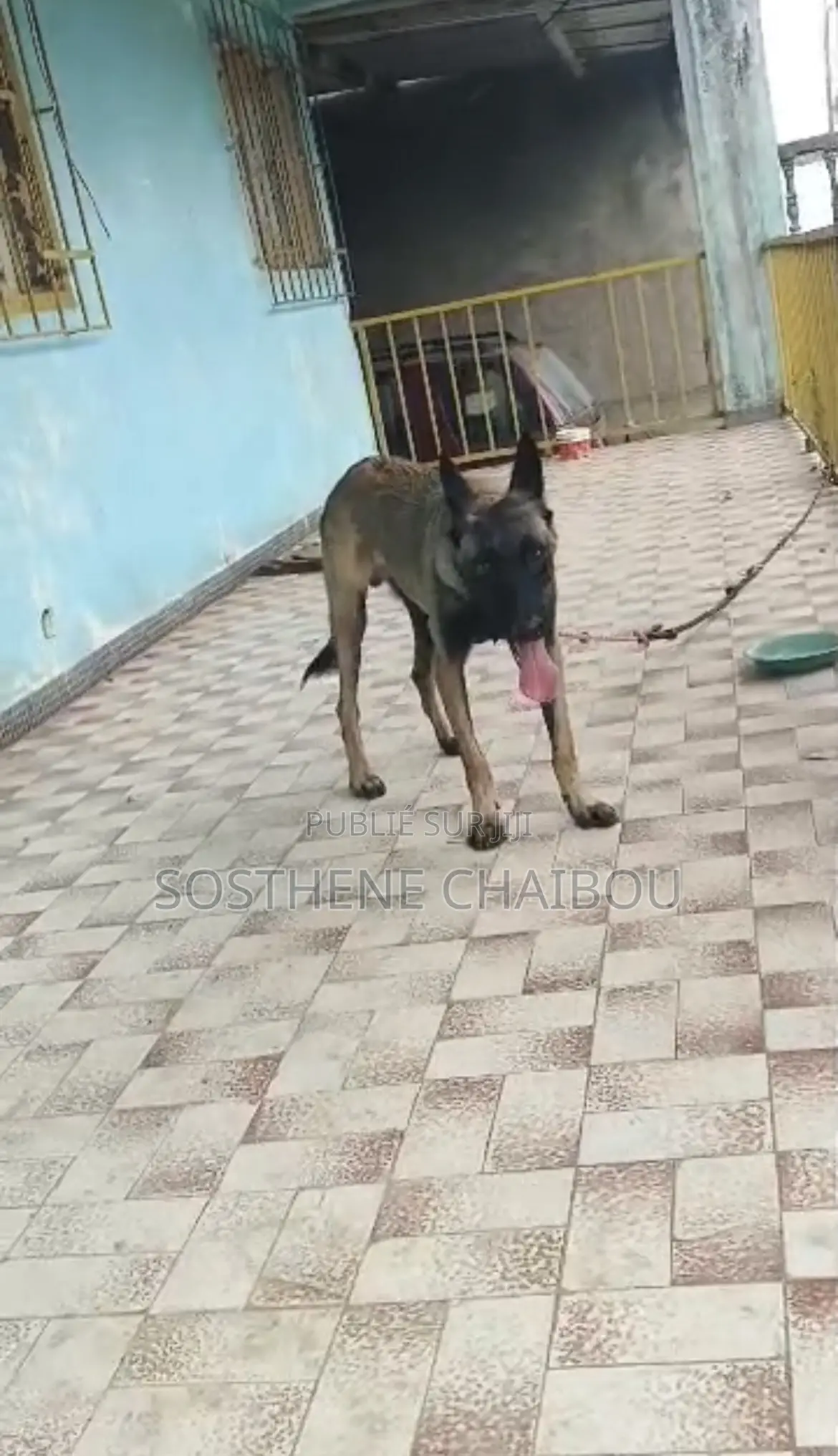 3-6 mois Homme Pure race Belgian Malinois