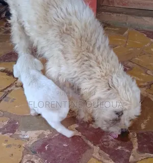 1-3 mois Femme Pure race Bichon Frise