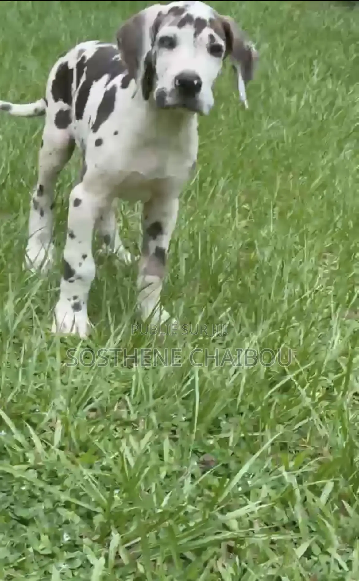 1-3 mois Homme Pure race Great Dane