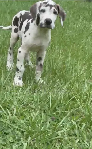 1-3 mois Homme Pure race Great Dane