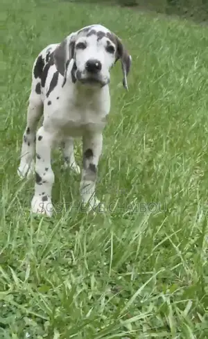 1-3 mois Homme Pure race Great Dane