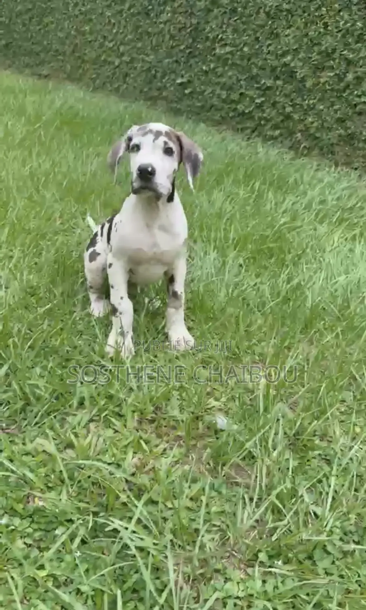 1-3 mois Homme Pure race Great Dane