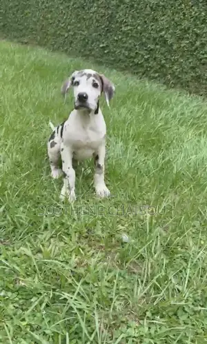 1-3 mois Homme Pure race Great Dane