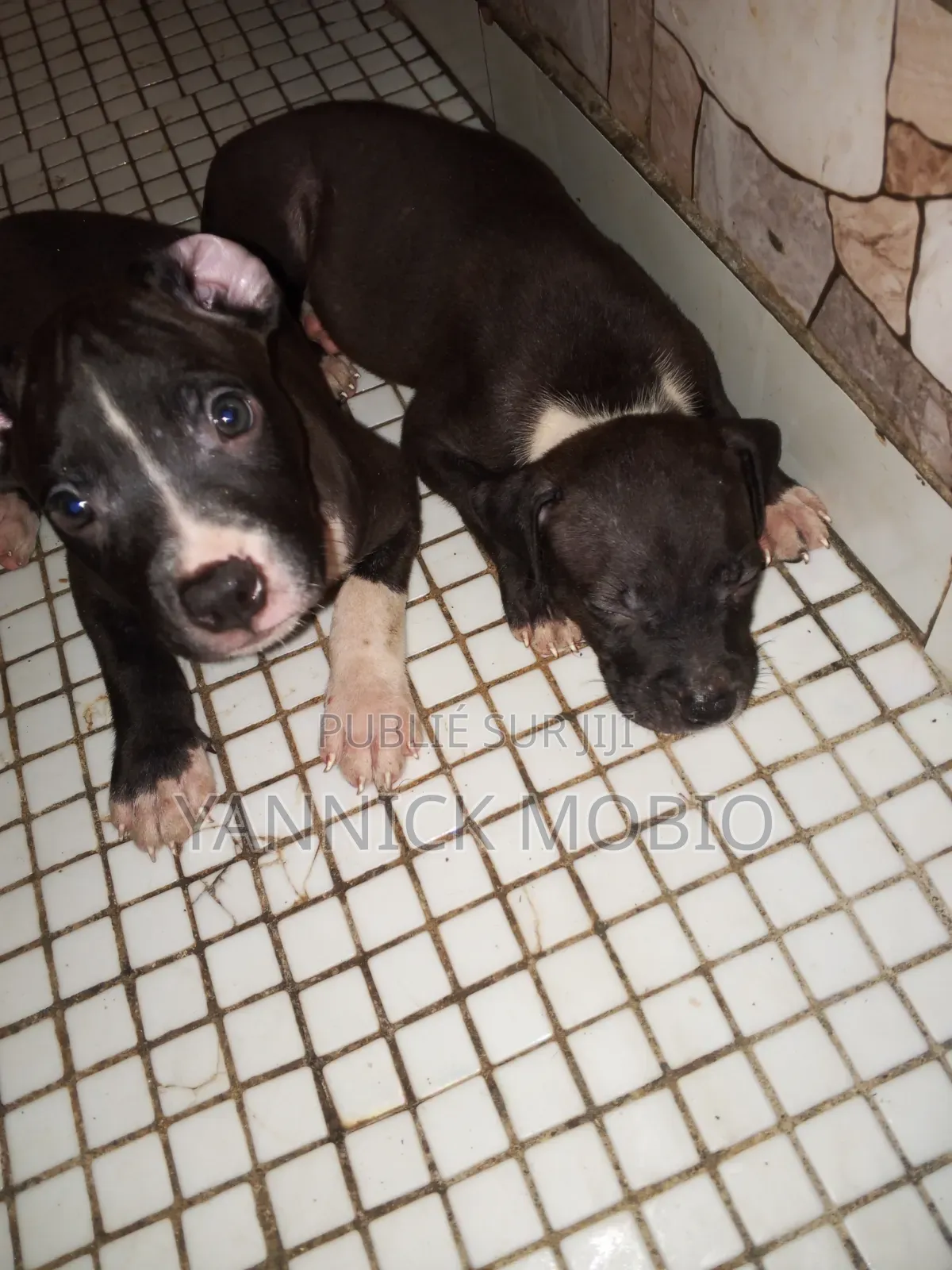 1-3 mois Homme Pure race American Pit Bull Terrier