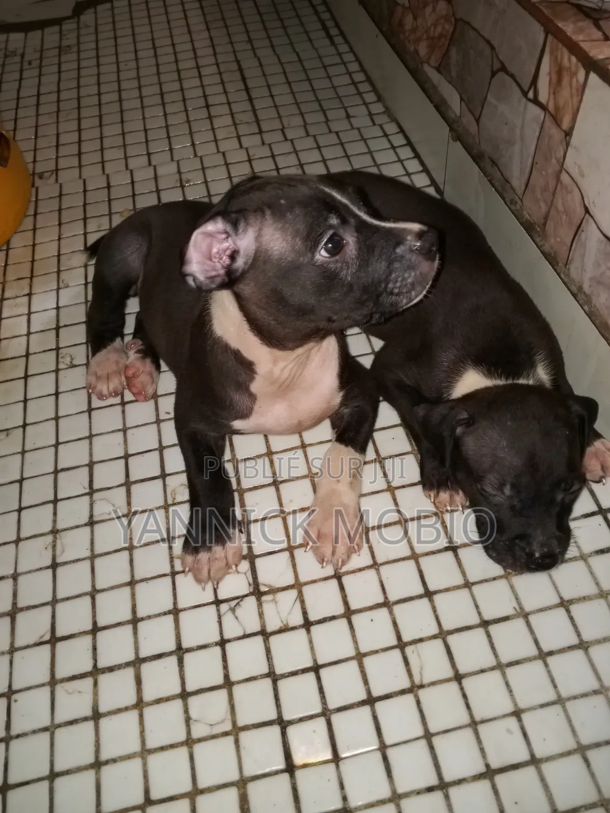 1-3 mois Homme Pure race American Pit Bull Terrier