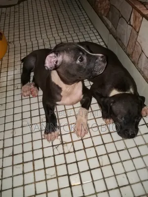 1-3 mois Homme Pure race American Pit Bull Terrier