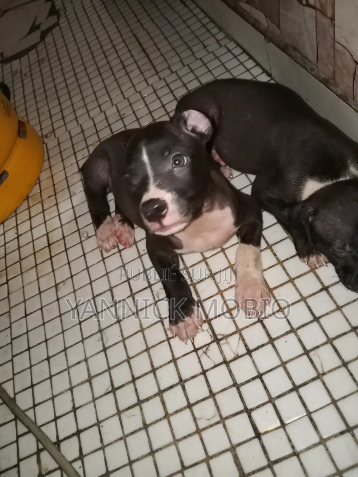 1-3 mois Homme Pure race American Pit Bull Terrier