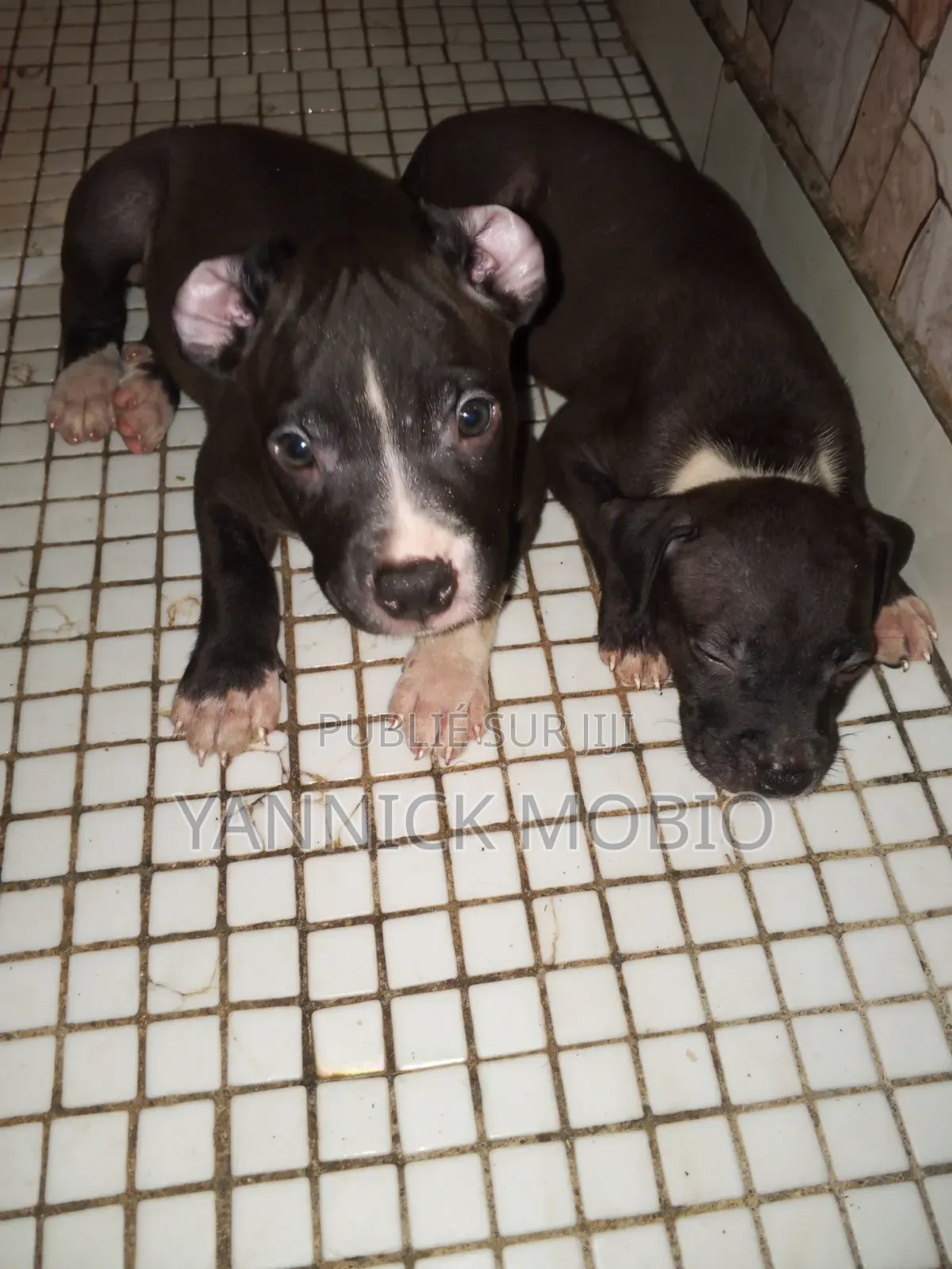1-3 mois Homme Pure race American Pit Bull Terrier