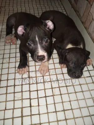 1-3 mois Homme Pure race American Pit Bull Terrier