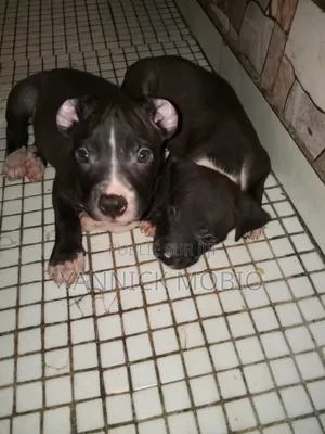 1-3 mois Homme Pure race American Pit Bull Terrier