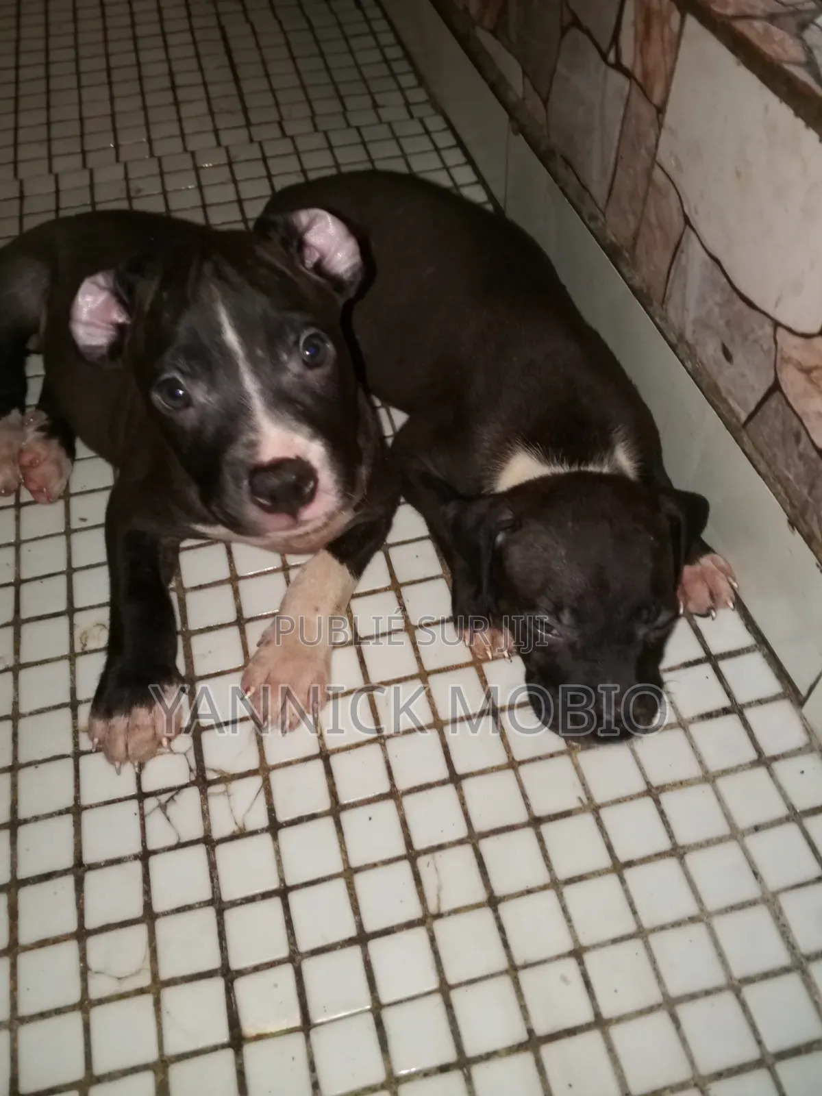 1-3 mois Homme Pure race American Pit Bull Terrier