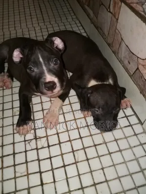 1-3 mois Homme Pure race American Pit Bull Terrier