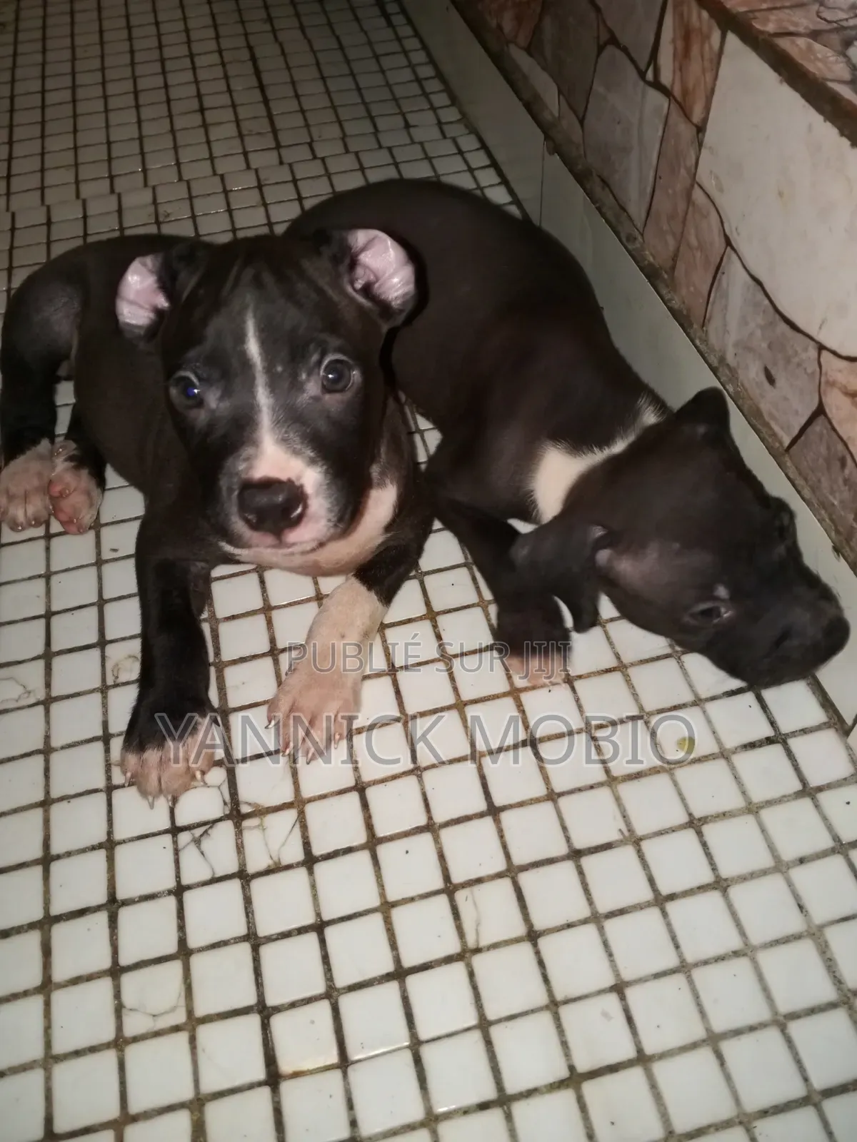 1-3 mois Homme Pure race American Pit Bull Terrier