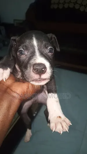 1-3 mois Homme Pure race American Pit Bull Terrier