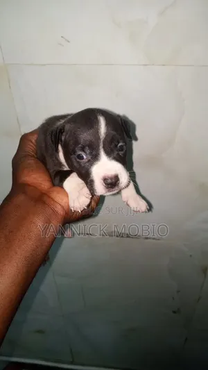 1-3 mois Homme Pure race American Pit Bull Terrier