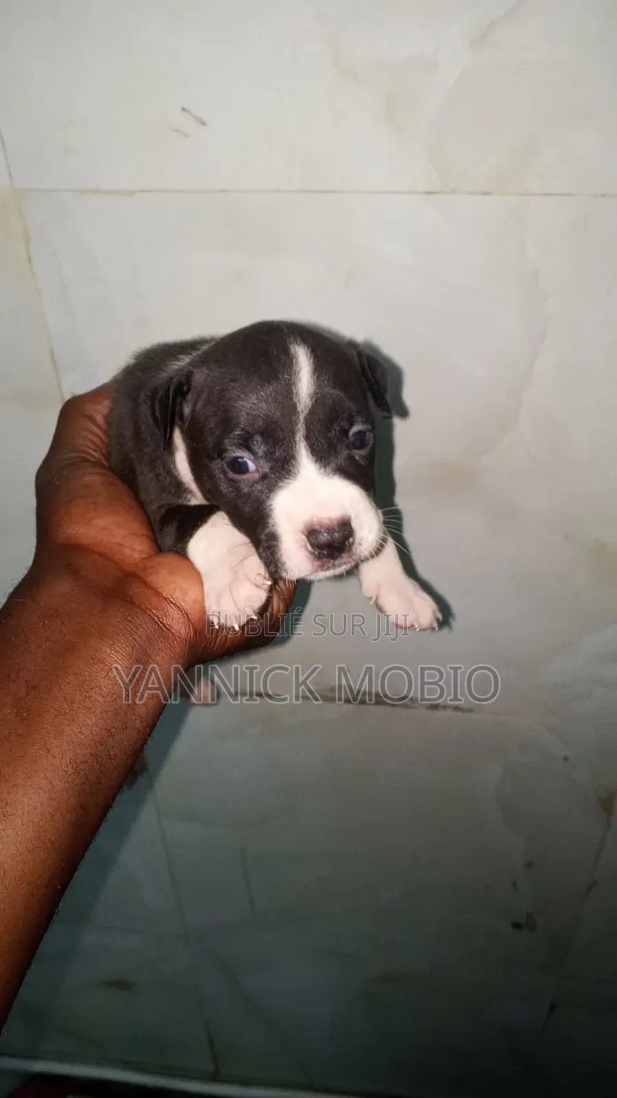 1-3 mois Homme Pure race American Pit Bull Terrier