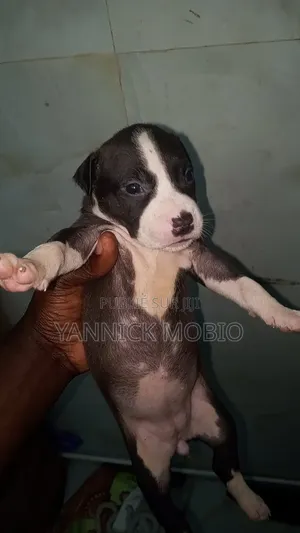 1-3 mois Homme Pure race American Pit Bull Terrier