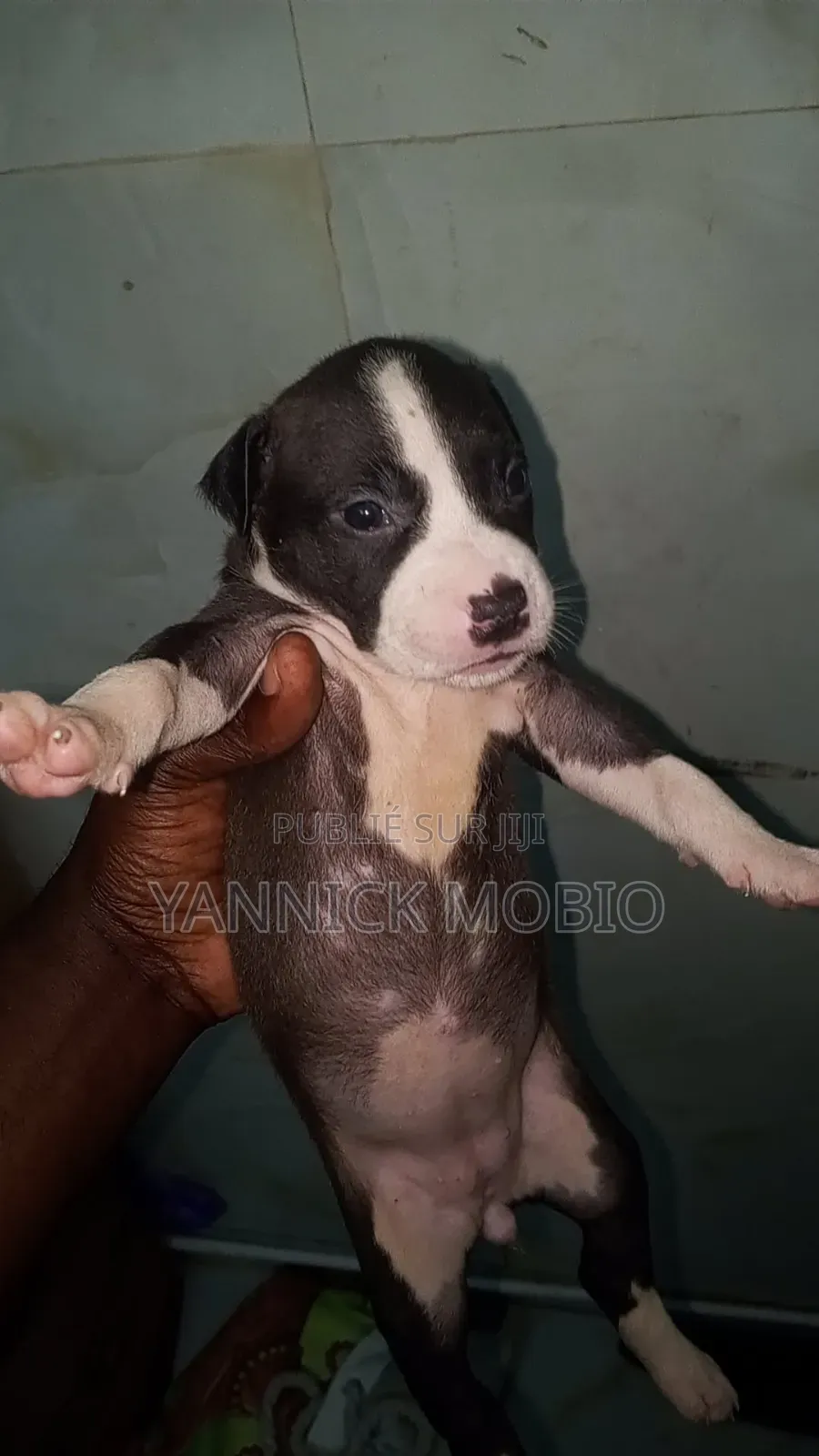 1-3 mois Homme Pure race American Pit Bull Terrier