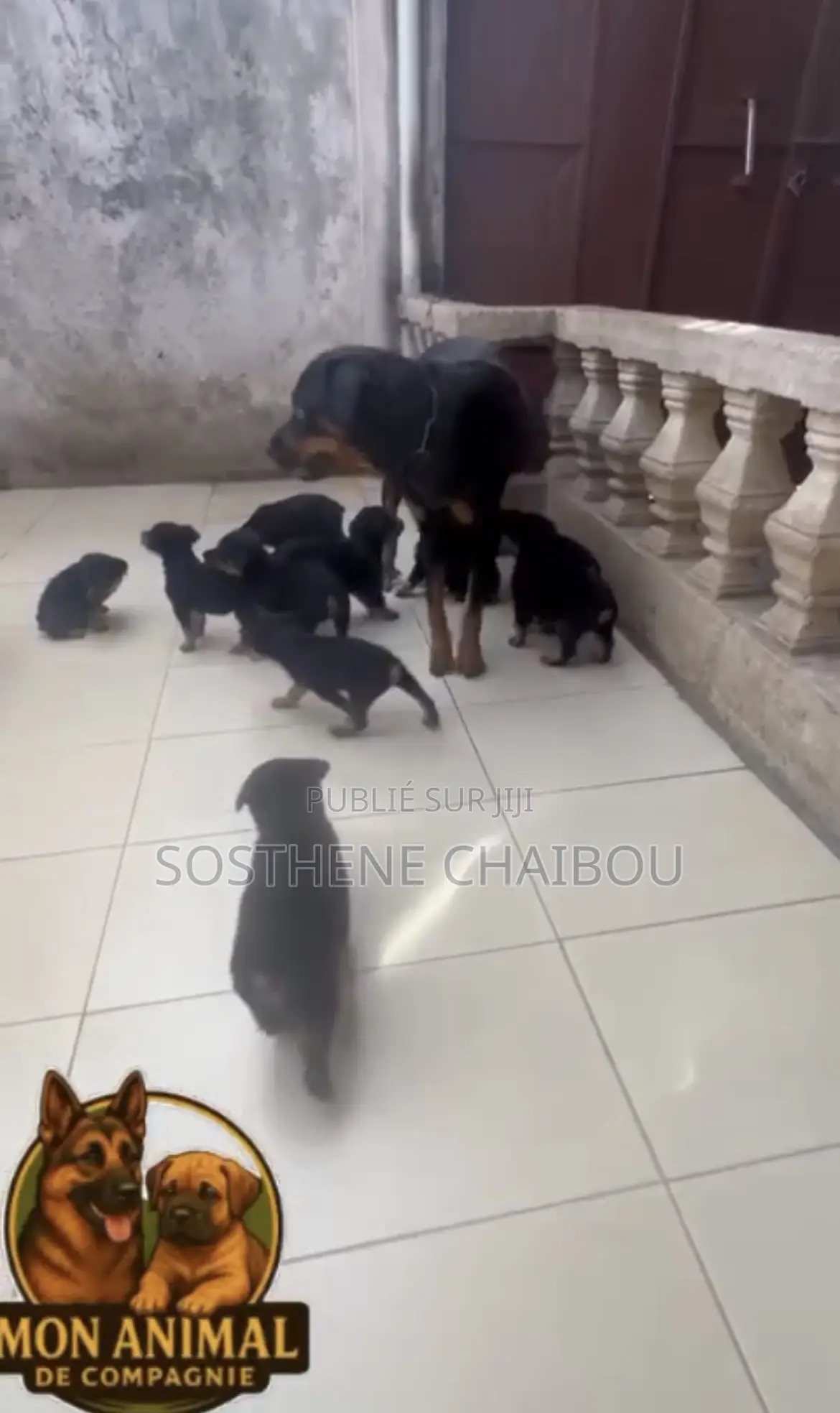 1-3 mois Homme Pure race Rottweiler
