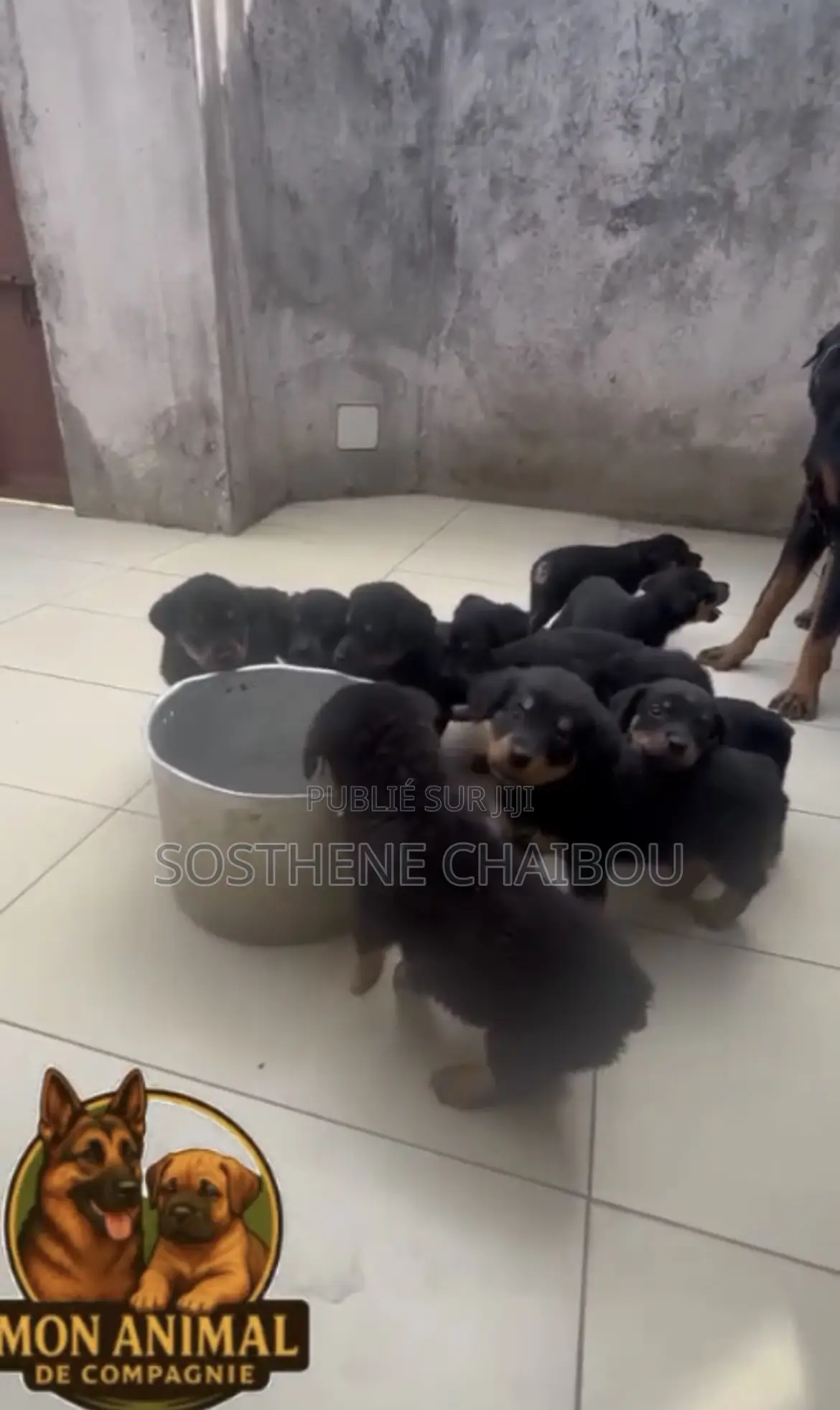 1-3 mois Homme Pure race Rottweiler
